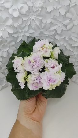 Фиалка АВ-Свадебное Путешествие