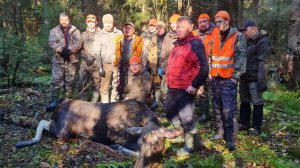 Загонная охота на лося или бывает же такое