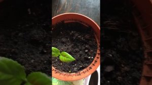 Citrus plants growing lemons and oranges from seed germination indoors UK