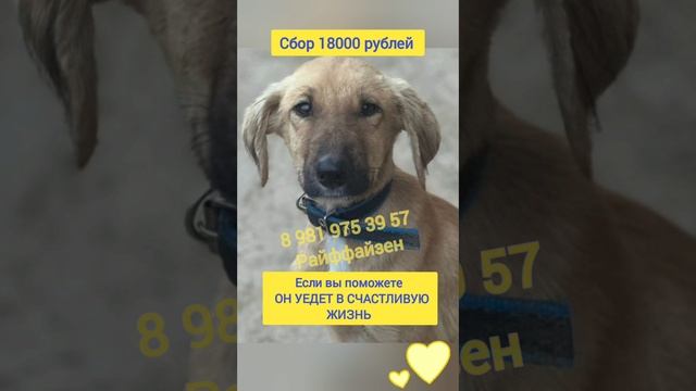 Помогите пожалуйста уехать щенку домой!❤️