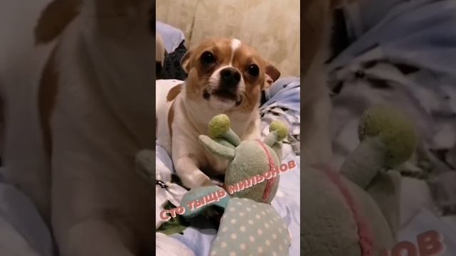 сто тыщь мильонов