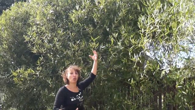 Русская ива. Видео-обзор Шаровидной Ивы. смотреть онлайн