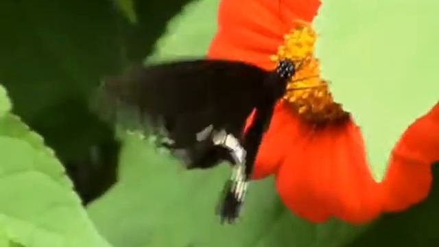 Butterfly - Windows Vista смотреть онлайн