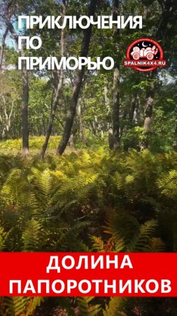 Долина папоротников 🌿 осенней Дальневосточной тайги. Путешествие по Приморью. #spalnik4x4