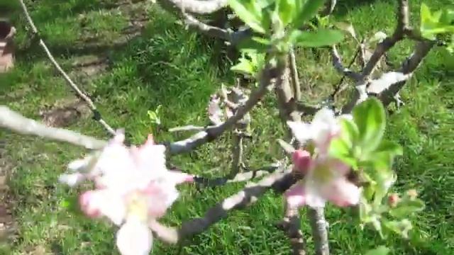apple tree blooming смотреть онлайн