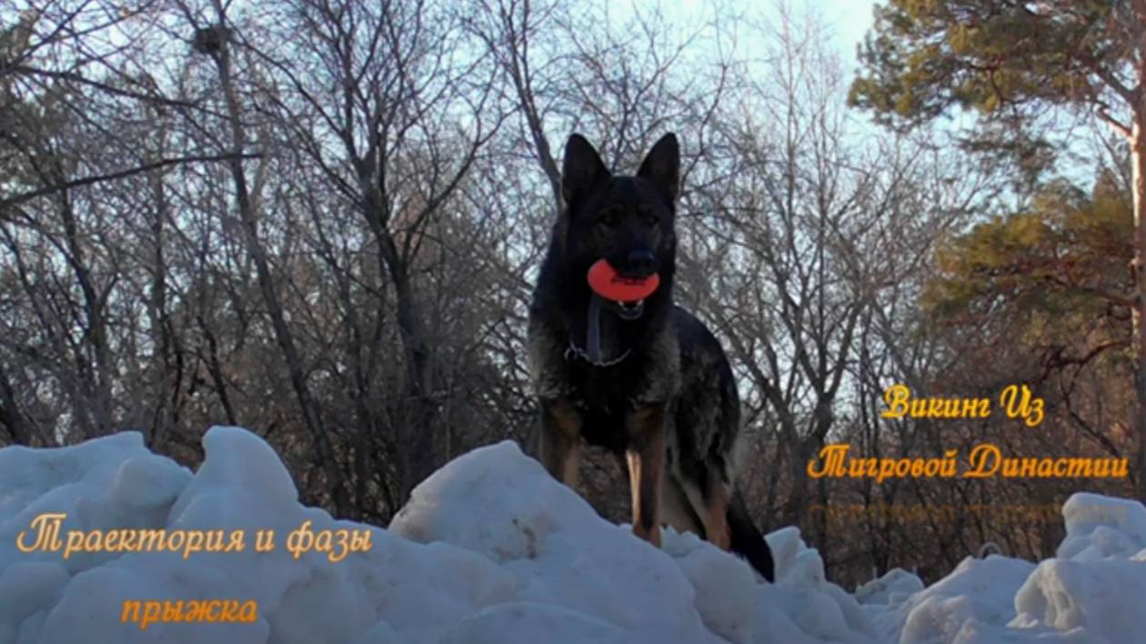 Викинг Из Тигровой Династии. Траектория и фазы прыжка