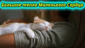 Большое тепло от маленького Кошачьего Сердца