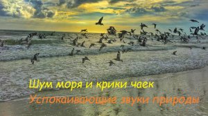 Шум моря и крики чаек. Звуки природы. Звуки для души