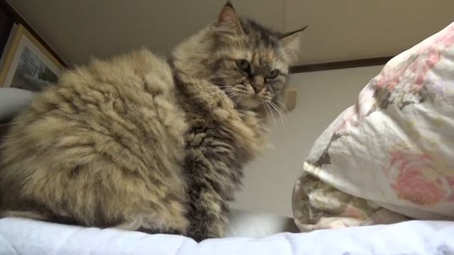 2017年2月27日TRAIN SUITE ウィングの今日の猫動画シリーズ#115 смотреть онлайн