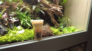 Лягушки в террариуме. Кормление и витаминизация