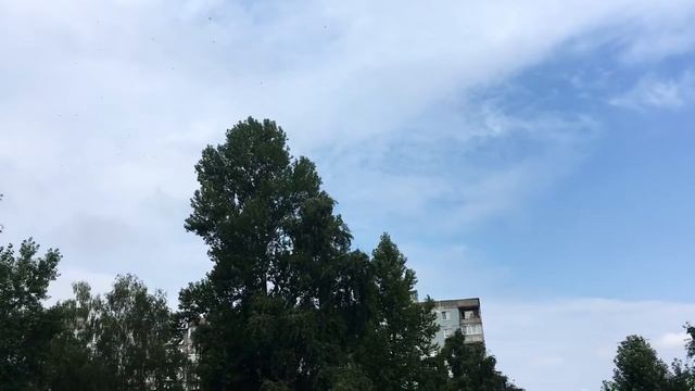 Первая встреча с небом. Выпуск стрижа смотреть онлайн