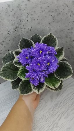 Фиалка ВаТ-Ливень