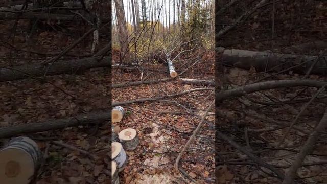 Продолжаю заготовку берёзовых дров, вывожу на Нивке прицепом! #рекомендации #нива #нивалегенд