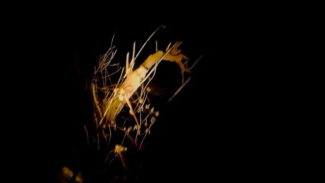 Как мы на НАЛИМА ходили | Налим в ноябре