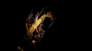 Как мы на НАЛИМА ходили | Налим в ноябре