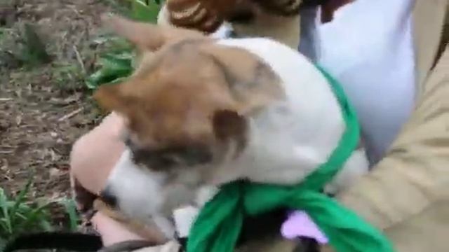 Video of adoptable pet Apple смотреть онлайн