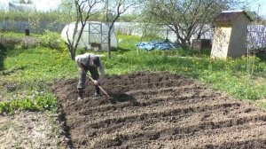 Дела огородные! Посадили картоху!