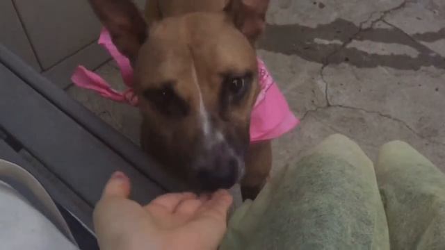 LILLY A1088961 3 y/o female OS on MACC ARL смотреть онлайн