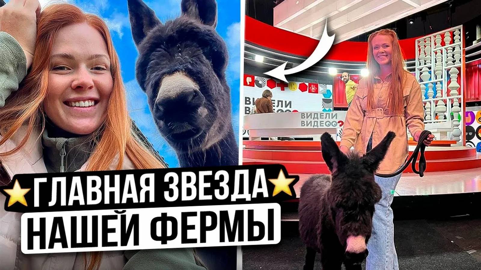 ЖИЗНЬ ДОМАШНЕЙ ОСЛИЦЫ СИРЕНЫ НА ФЕРМЕ | Необычные животные