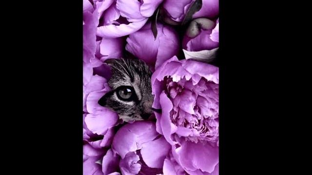 Iphone MINI Wallpaper by Trésors du Monde Inc HD 1080p смотреть онлайн