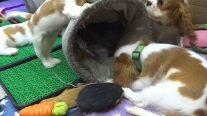 общие игры 17