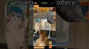 сборник мемов про семью котов