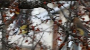 Birds in Crab Apple tree