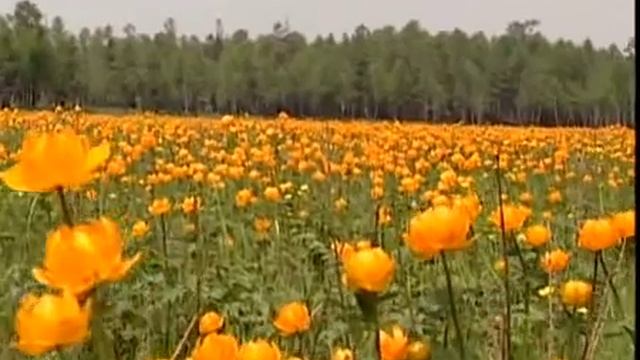 Ветка сирени - Анастасия Заволокина.mp4 смотреть онлайн