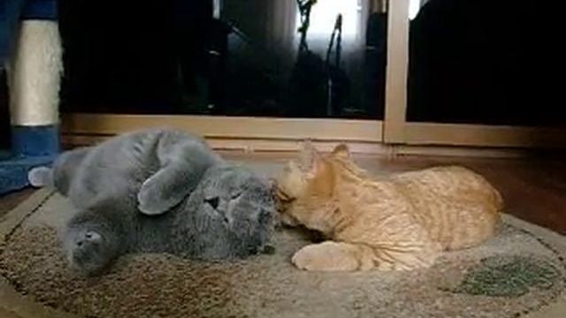 Ох уж, эти кошачьи нежности
