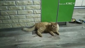 НОВЫЙ СЕРИАЛ «ПОМЕНЯЛИСЬ ТЕЛАМИ» 1 серия/_Братья_ _ ТV_