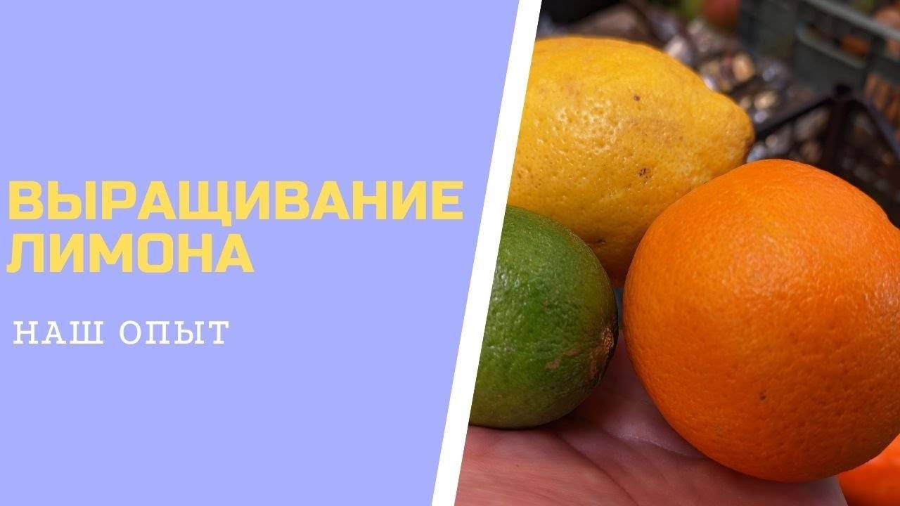 Выращивание Лимона Из Косточки Прищипывание И Обрезка Лимона