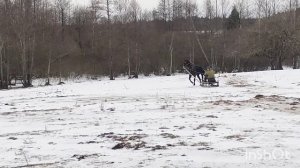 Первый раз запрягли жеребца в сани!!!🐎 Обучение жеребца/Жизнь в деревне