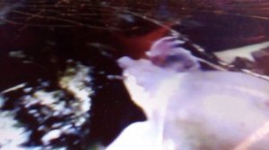 Московский зоопарк. Двухкоготная черепаха.