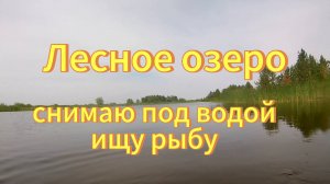 Купаюсь в лесном озере, снимаю рыбу под водой. Алтайский край Михайловский район.