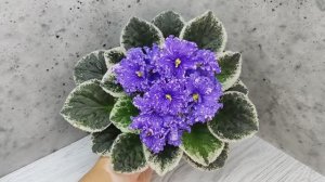 Фиалка ВаТ-Ливень