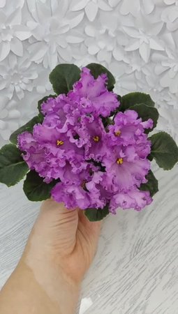 Фиалка НК-Императорский Сад