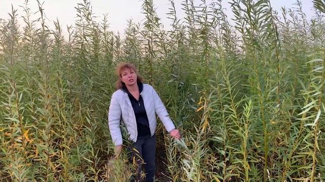 Русская ива. Видео-обзор. Результат посадки плантации в 2020 году. смотреть онлайн