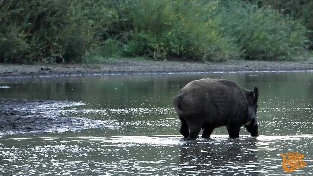 Кабаны на рыбалке. Хоперский лес