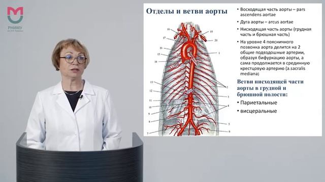 Лекция 12. Сосуды грудной и брюшной полостей