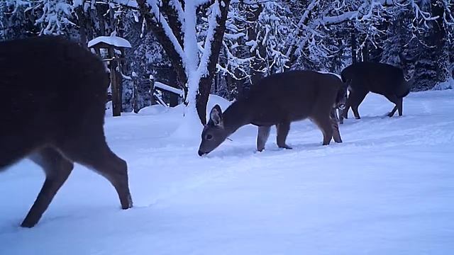 Snow under the apple tree смотреть онлайн