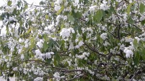 Apple Trees Blooming