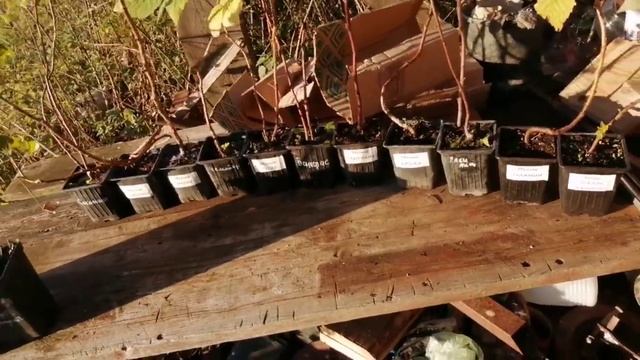 Получил саженцы из питомника Малина-остров