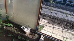Шашлыки на обед😋Урожай растет до сих пор🥒Пополнение в хозяйстве🐥Дом в станице🏡
