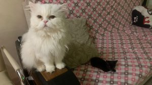 Мелкий подкидыш. Знакомство со Старшим котом.