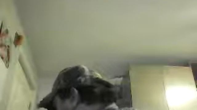 review of Boswell's Maple Leaf/ Ramble смотреть онлайн