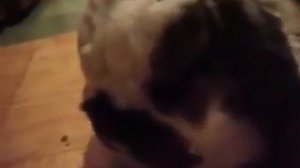 Виктор Пузо и зайса