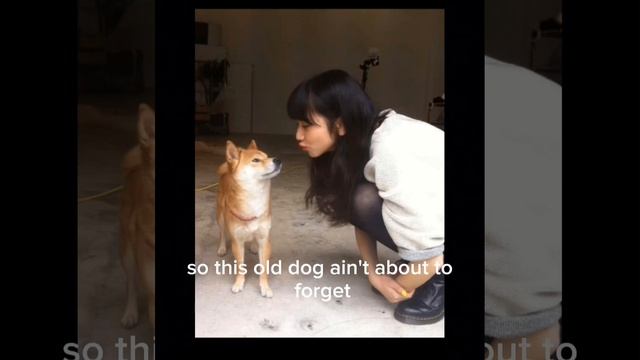 this old dog - Mac Demarco cover смотреть онлайн