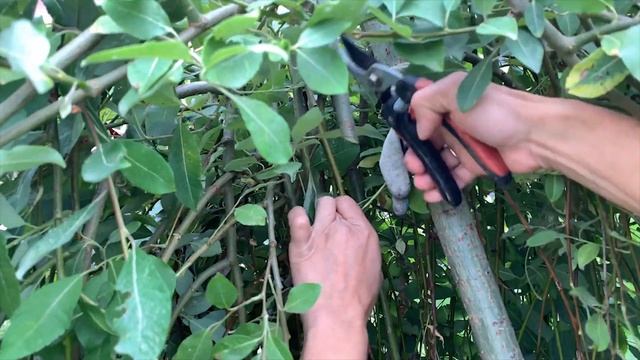 Русская ива.Мастер-класс. Ива козья на штамбе - стрижка. смотреть онлайн