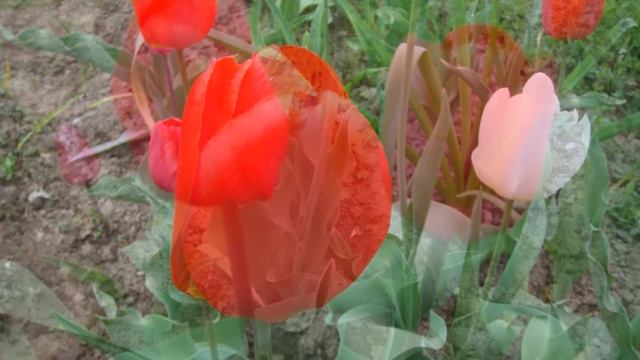 Цветы смотреть онлайн