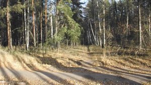 По дорогам природным, пешком, подышать лесным воздухом.